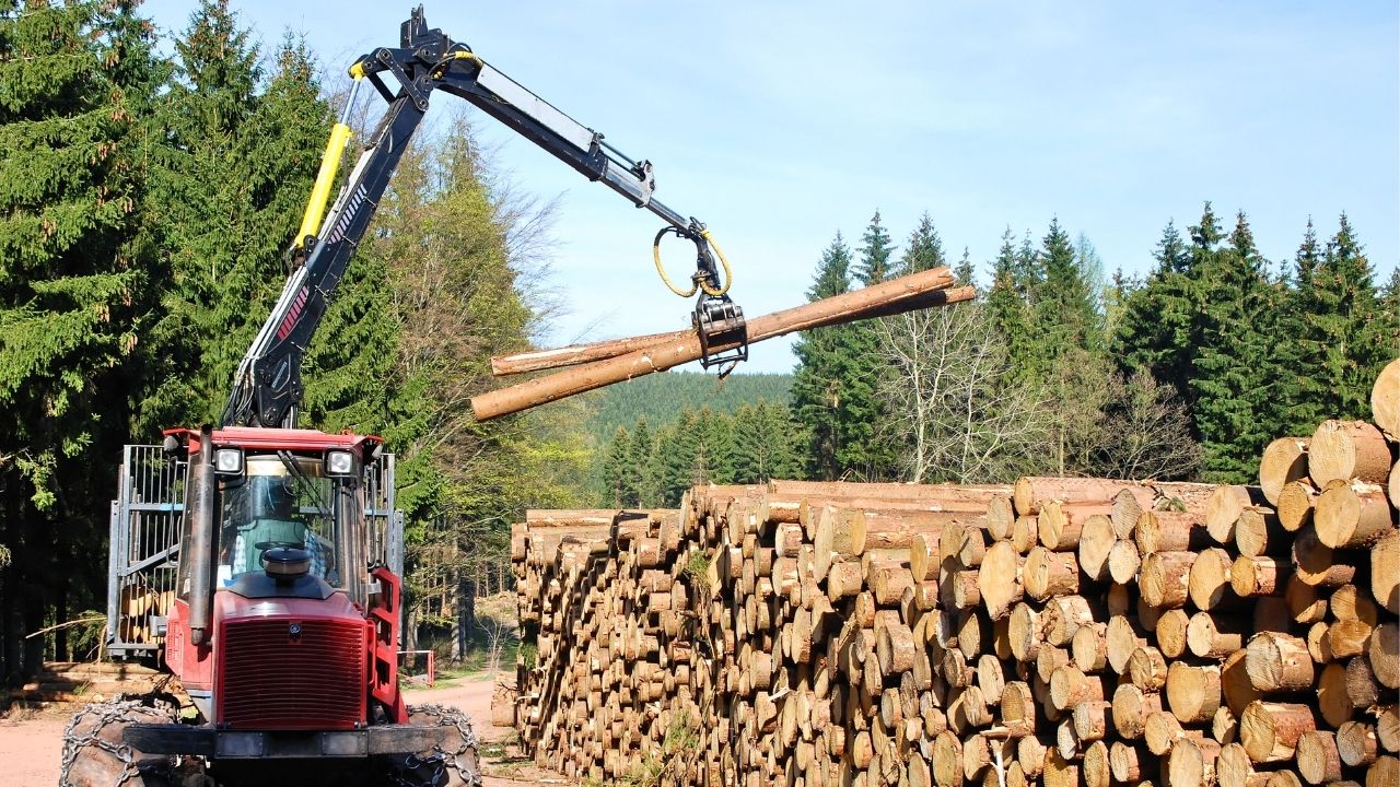 Timber Land 101: How to Profit from Wooded Properties in Land Investing